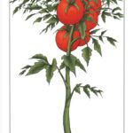 La tomate de Anne-Laure Reboul et Régis Penet (Glenat) décrypté par Comixtrip