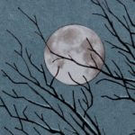 Animabilis de Thierry Murat (Futuropolis)