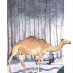 Prix Raymond Leblanc - Un dromadaire dans la forêt @mikaelmignet et @ozbayol