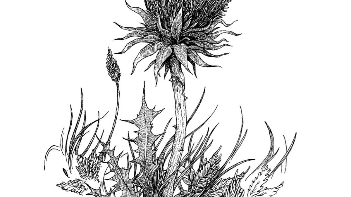 Déplacement 2 de Joshua Cotter (çà et là)