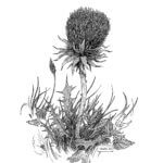 Déplacement 2 de Joshua Cotter (çà et là)