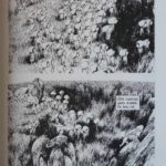 Les Julys de Nylso (éditions Misma)