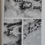 Les Julys de Nylso (éditions Misma)