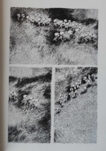 Les Julys de Nylso (éditions Misma)