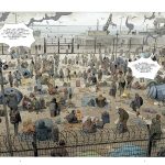 Islander 1 de Caryl Férey et Corentin Rouge (éditions Glénat)