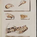 Illustration tirée du livre Les fossiles des South Downs, gravés par Mary Ann Mantell d'après des croquis de Gideon Mantell. Le livre décrit les formations géologiques et les fossiles trouvés dans les South Downs du Sussex, en Angleterre. (wiki commons)