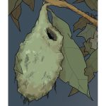 Le cocon de Alexandre de Moté et Natacha Sicaud (éditions glénat)